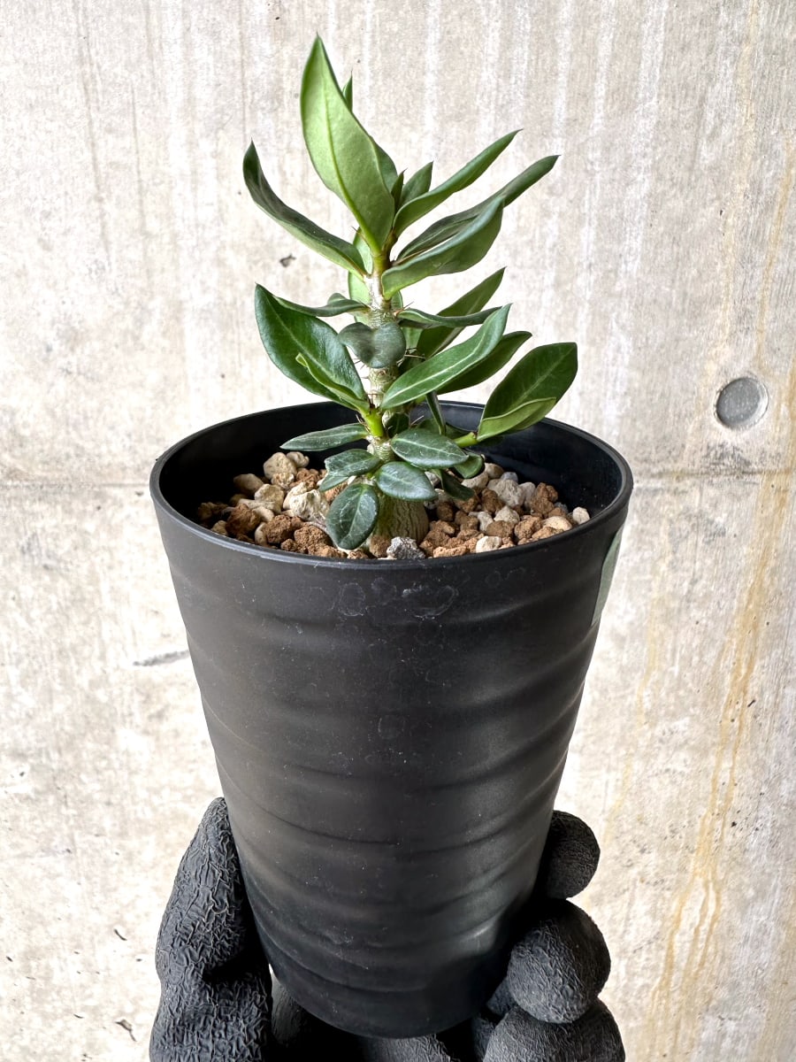 現品限り】パキポディウム・ビスピノーサム【L54】 Pachypodium