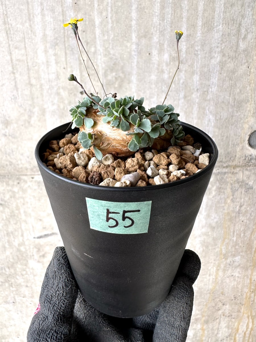 【現品限り】オトンナ・カカリオイデス【L55】 Othonna cacalioides