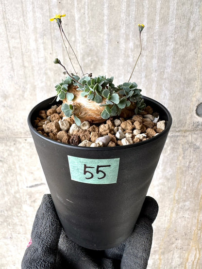 【現品限り】オトンナ・カカリオイデス【L55】 Othonna cacalioides