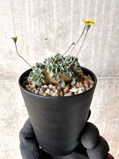 【現品限り】オトンナ・カカリオイデス【L55】 Othonna cacalioides