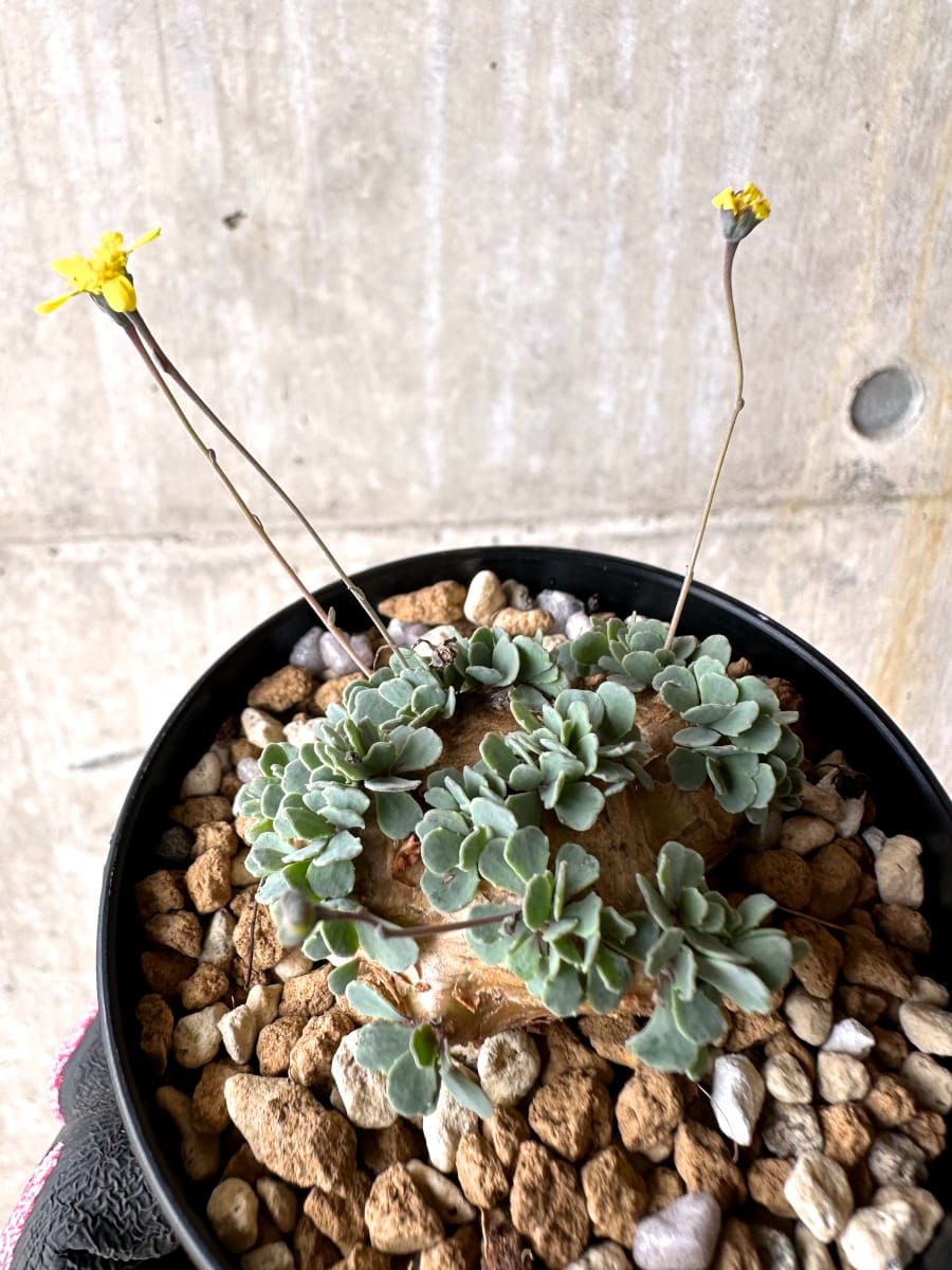 【現品限り】オトンナ・カカリオイデス【L55】 Othonna cacalioides