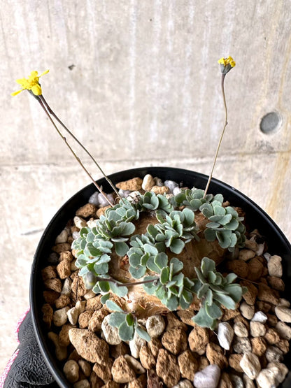 【現品限り】オトンナ・カカリオイデス【L55】 Othonna cacalioides