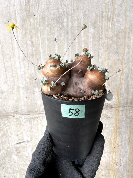 【現品限り】オトンナ・カカリオイデス 大株 現地株 発根済み【L58】 Othonna cacalioides
