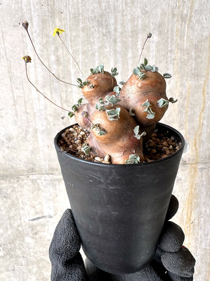 【現品限り】オトンナ・カカリオイデス 大株 現地株 発根済み【L58】 Othonna cacalioides
