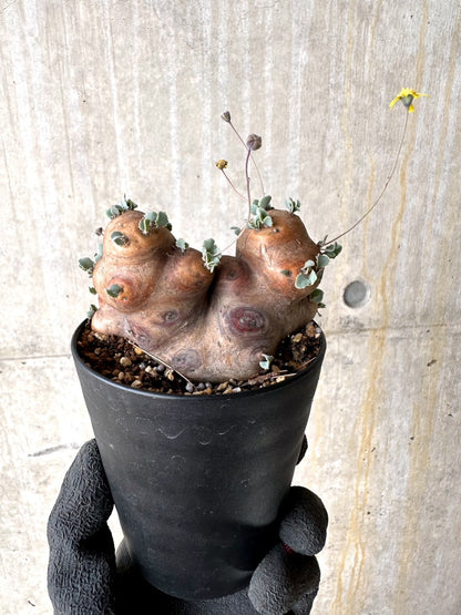 【現品限り】オトンナ・カカリオイデス 大株 現地株 発根済み【L58】 Othonna cacalioides