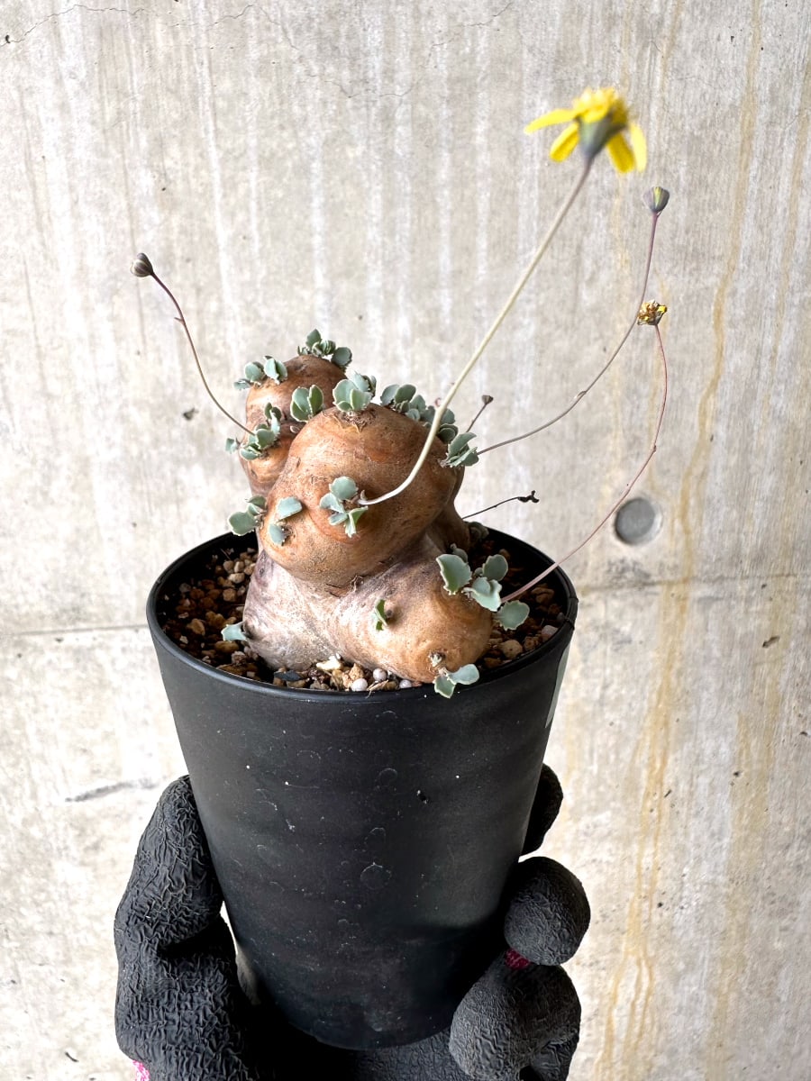 【現品限り】オトンナ・カカリオイデス 大株 現地株 発根済み【L58】 Othonna cacalioides