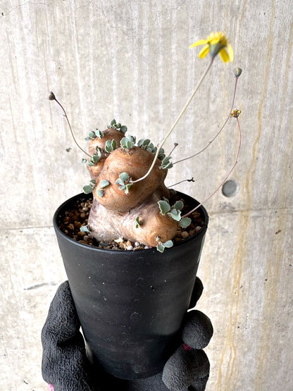 【現品限り】オトンナ・カカリオイデス 大株 現地株 発根済み【L58】 Othonna cacalioides