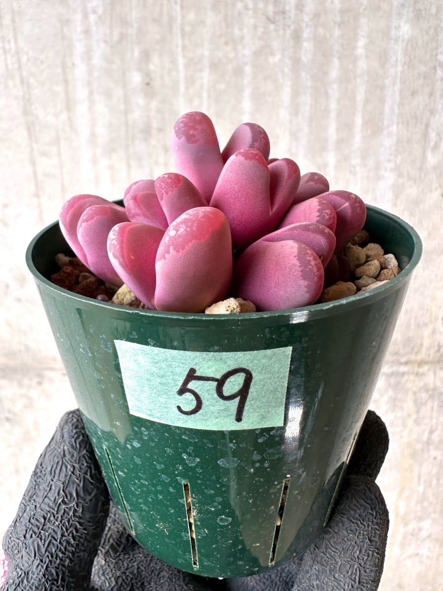 【現品限り】リトープス・オプティカ・ルブラ C81A 紅大内玉【L59】 Lithops