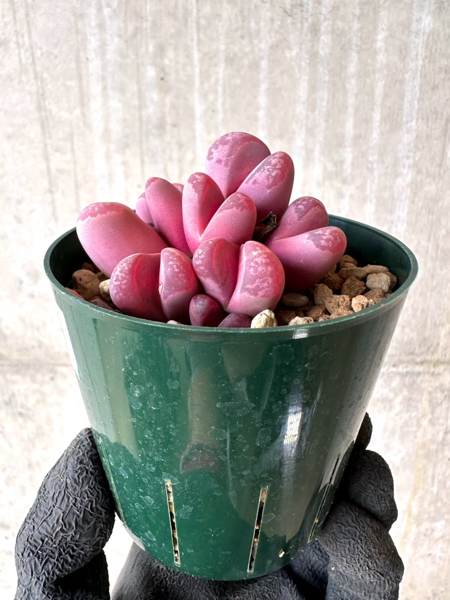 【現品限り】リトープス・オプティカ・ルブラ C81A 紅大内玉【L59】 Lithops