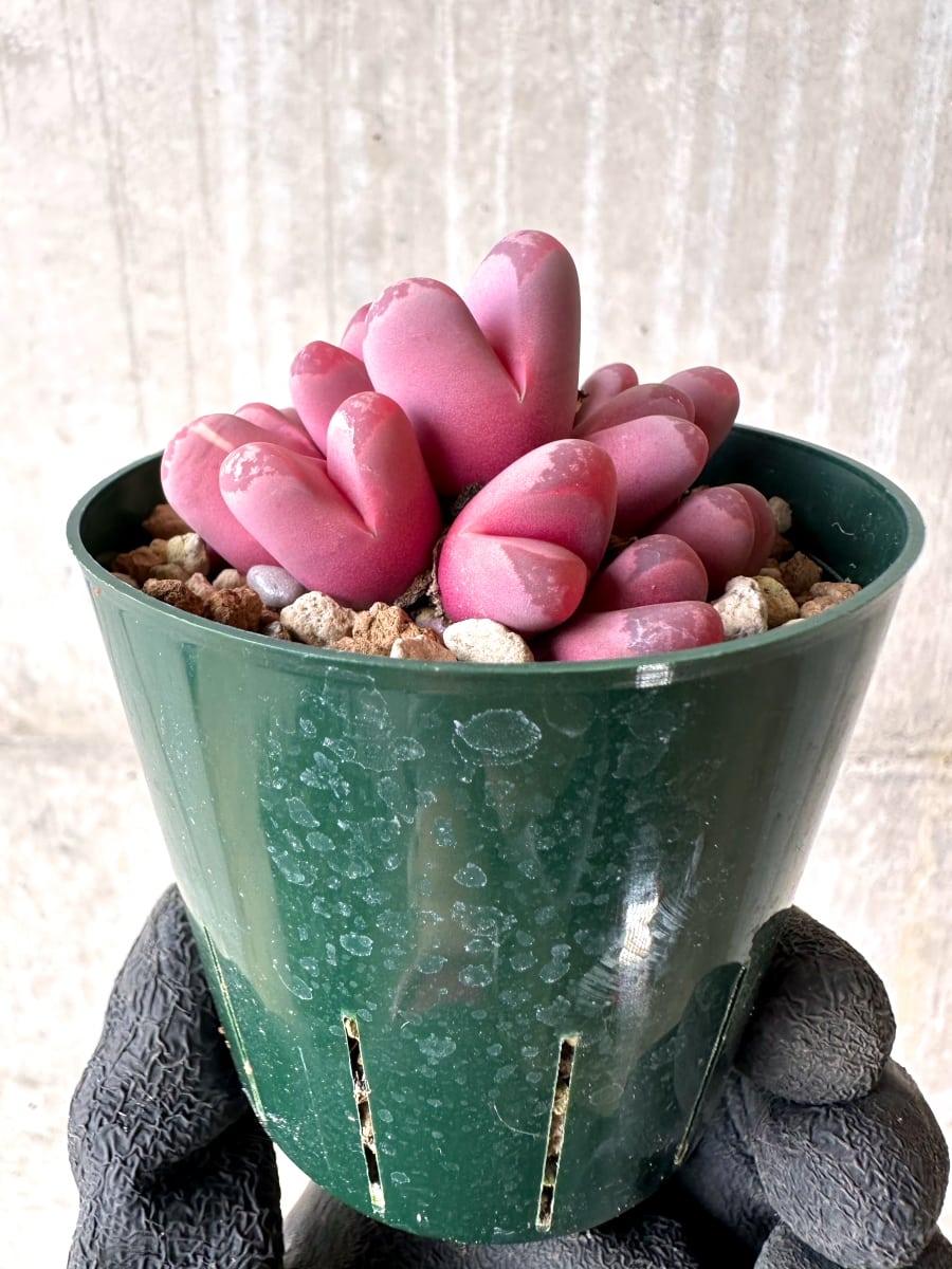 【現品限り】リトープス・オプティカ・ルブラ C81A 紅大内玉【L59】 Lithops