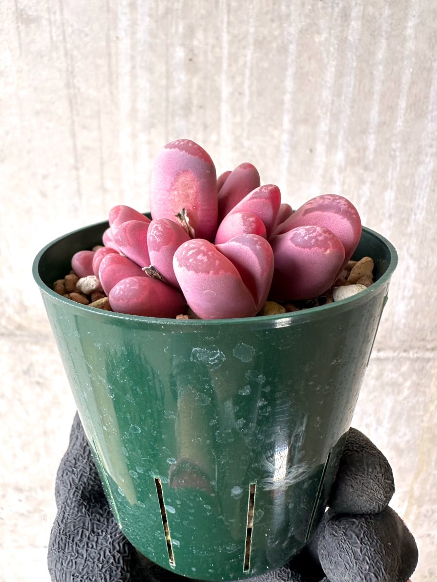 【現品限り】リトープス・オプティカ・ルブラ C81A 紅大内玉【L59】 Lithops