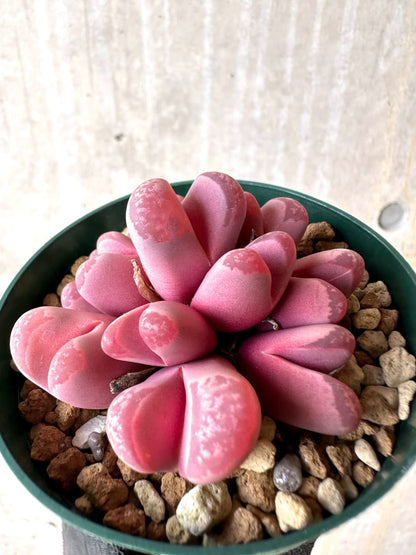 【現品限り】リトープス・オプティカ・ルブラ C81A 紅大内玉【L59】 Lithops