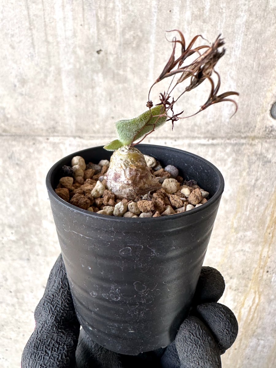 【現品限り】チレコドン・ノルティ【L5】 Tylecodon nolteei