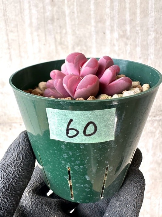 【現品限り】リトープス・オプティカ・ルブラ C81A 紅大内玉【L60】 Lithops