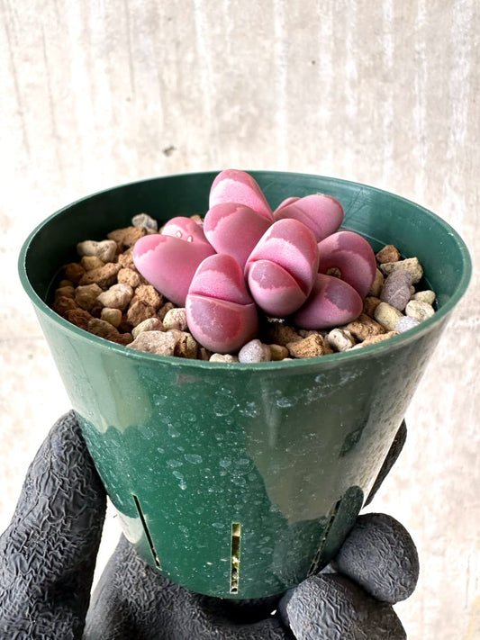 【現品限り】リトープス・オプティカ・ルブラ C81A 紅大内玉【L60】 Lithops