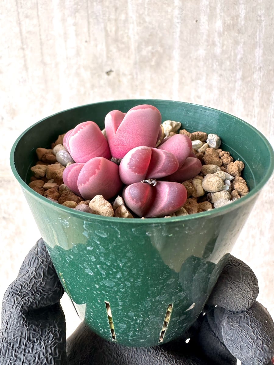 【現品限り】リトープス・オプティカ・ルブラ C81A 紅大内玉【L60】 Lithops