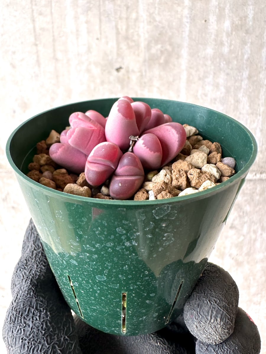 【現品限り】リトープス・オプティカ・ルブラ C81A 紅大内玉【L60】 Lithops