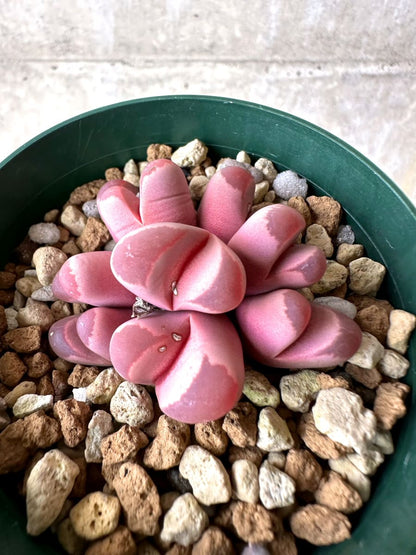 【現品限り】リトープス・オプティカ・ルブラ C81A 紅大内玉【L60】 Lithops