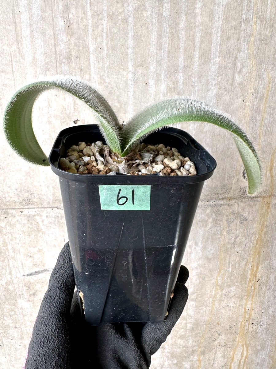 【現品限り】ハエマンサス・フミリス【L61】 Haemanthus humilis Colesberg