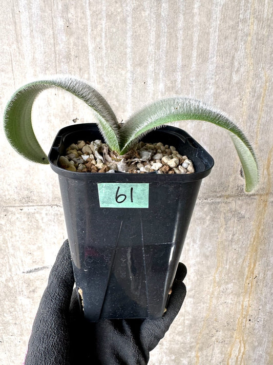 【現品限り】ハエマンサス・フミリス【L61】 Haemanthus humilis Colesberg