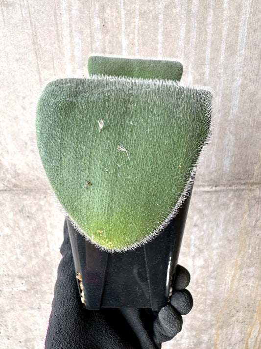 【現品限り】ハエマンサス・フミリス【L61】 Haemanthus humilis Colesberg