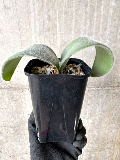 【現品限り】ハエマンサス・フミリス【L61】 Haemanthus humilis Colesberg