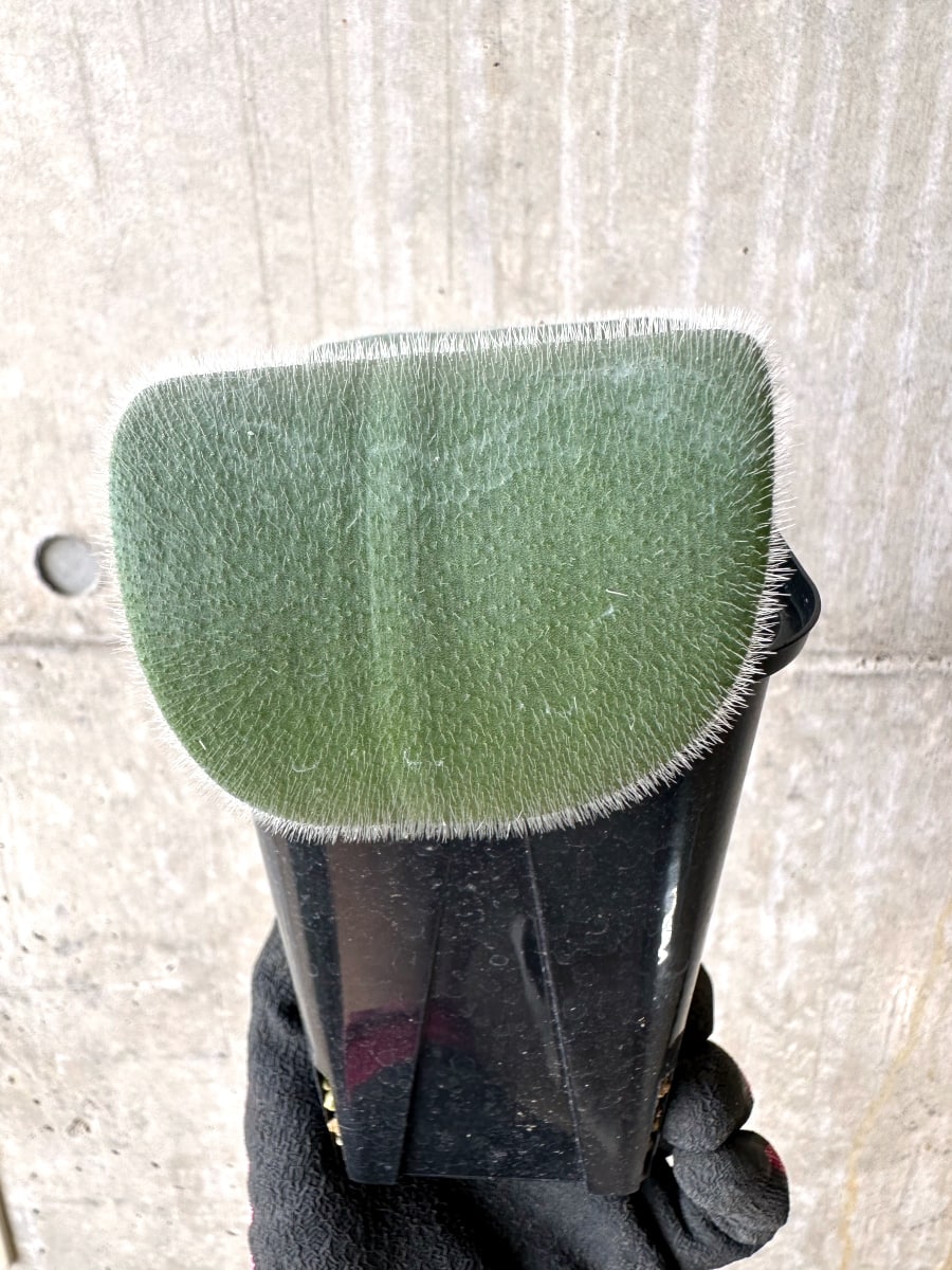 【現品限り】ハエマンサス・フミリス【L61】 Haemanthus humilis Colesberg