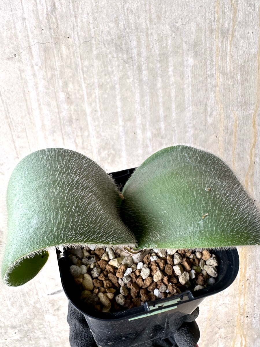 【現品限り】ハエマンサス・フミリス【L61】 Haemanthus humilis Colesberg