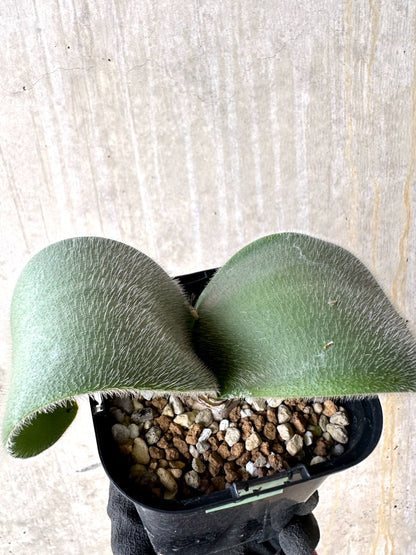 【現品限り】ハエマンサス・フミリス【L61】 Haemanthus humilis Colesberg