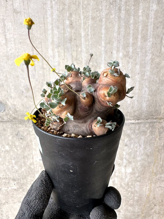 【現品限り】オトンナ・カカリオイデス 大株 現地株 発根済み【L62】 Othonna cacalioides