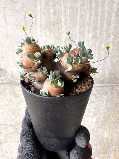 【現品限り】オトンナ・カカリオイデス 大株 現地株 発根済み【L62】 Othonna cacalioides