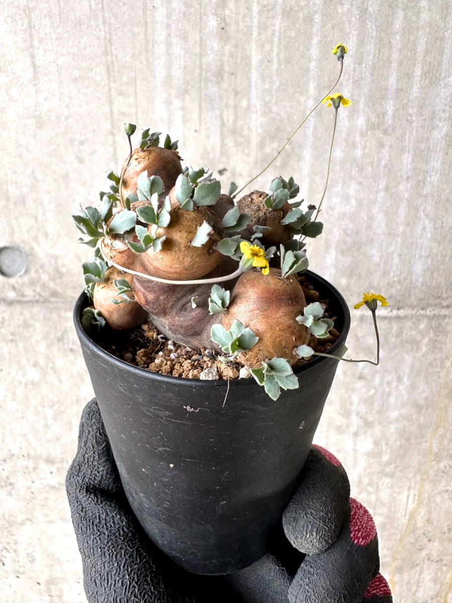 【現品限り】オトンナ・カカリオイデス 大株 現地株 発根済み【L62】 Othonna cacalioides