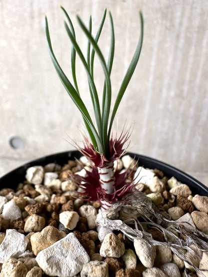 Gethyllis cavidens / ゲティリス・カビデンス