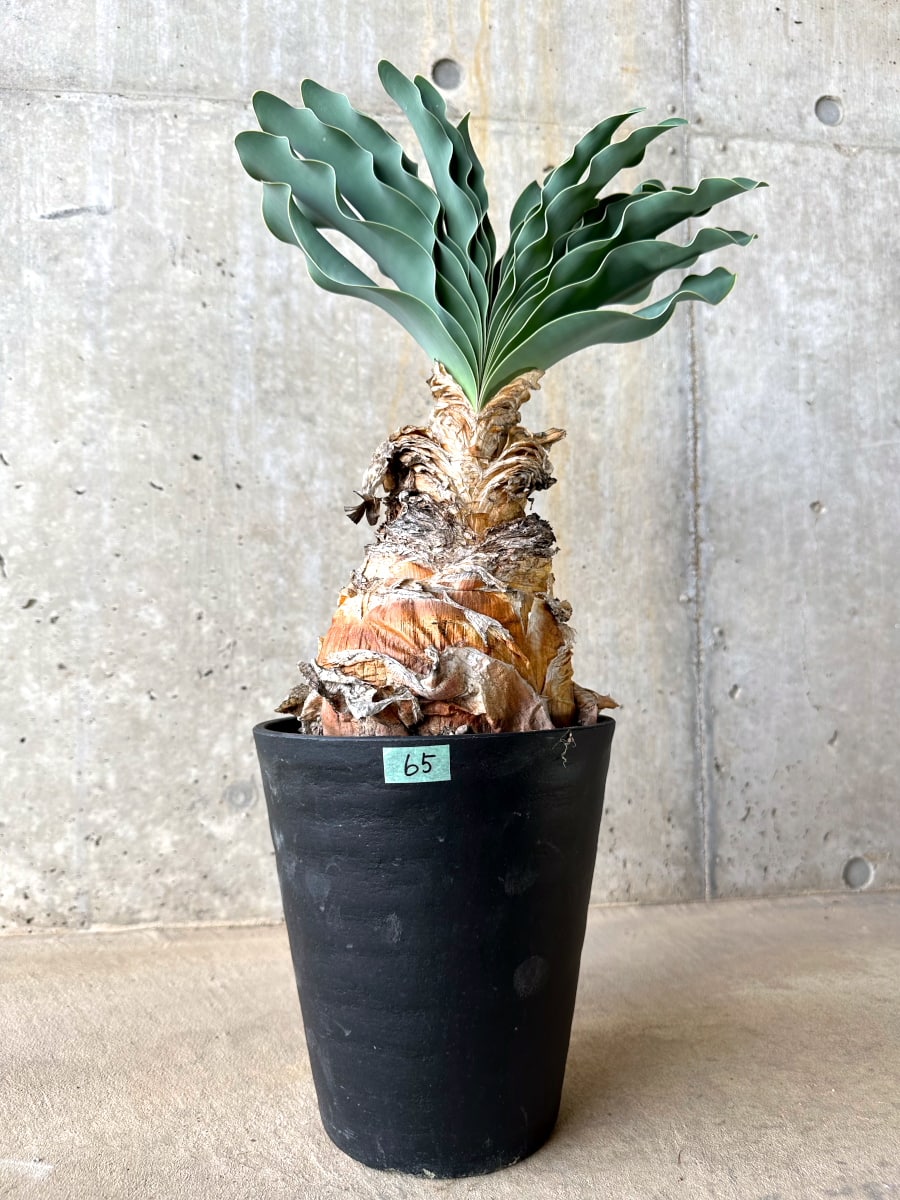 【現品限り】ブーファン・ハエマンソイデス 発根済み【L65】 Boophane haemanthoides