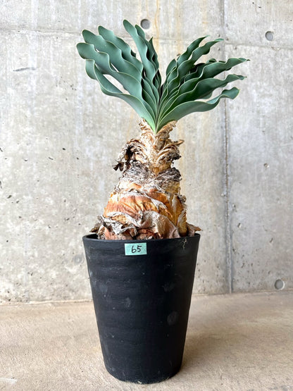 【現品限り】ブーファン・ハエマンソイデス 発根済み【L65】 Boophane haemanthoides