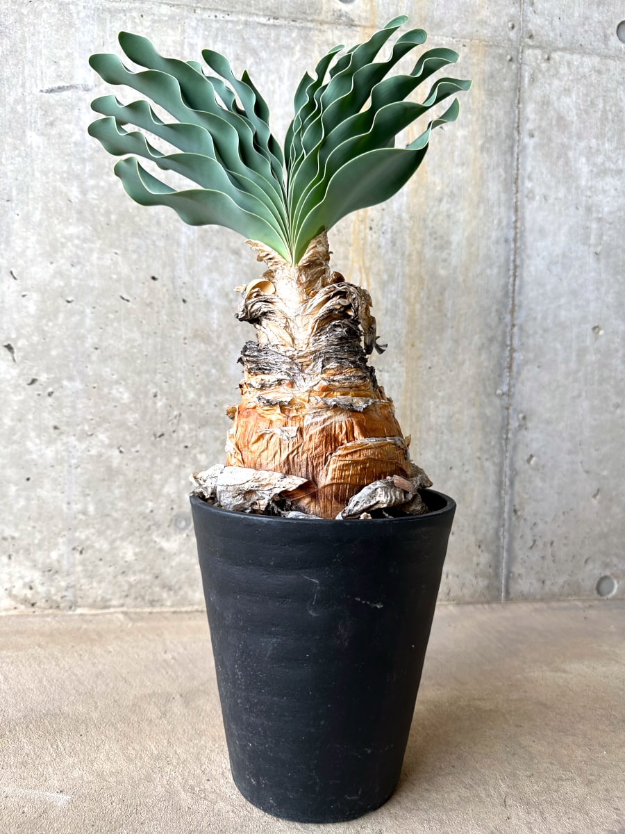 【現品限り】ブーファン・ハエマンソイデス 発根済み【L65】 Boophane haemanthoides