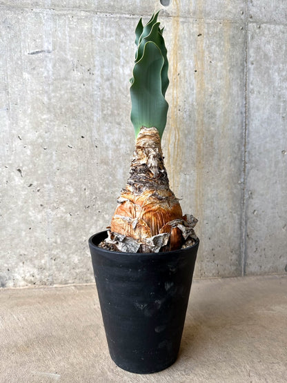 【現品限り】ブーファン・ハエマンソイデス 発根済み【L65】 Boophane haemanthoides