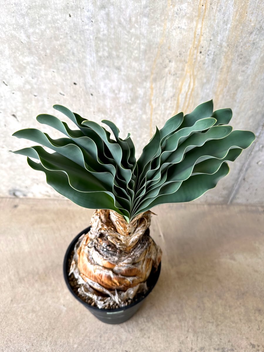 【現品限り】ブーファン・ハエマンソイデス 発根済み【L65】 Boophane haemanthoides