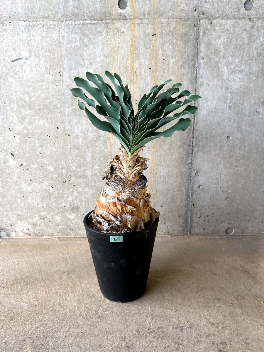 【現品限り】ブーファン・ハエマンソイデス 発根済み【L65】 Boophane haemanthoides