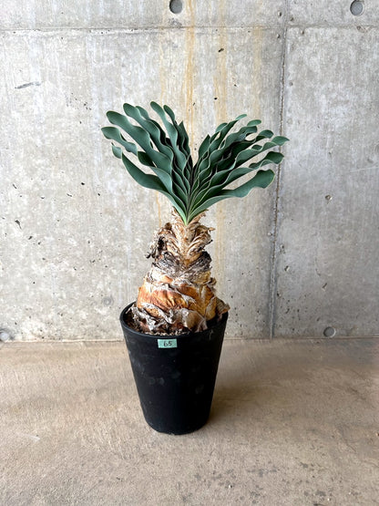 【現品限り】ブーファン・ハエマンソイデス 発根済み【L65】 Boophane haemanthoides