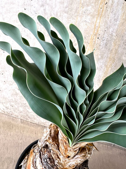 【現品限り】ブーファン・ハエマンソイデス 発根済み【L65】 Boophane haemanthoides