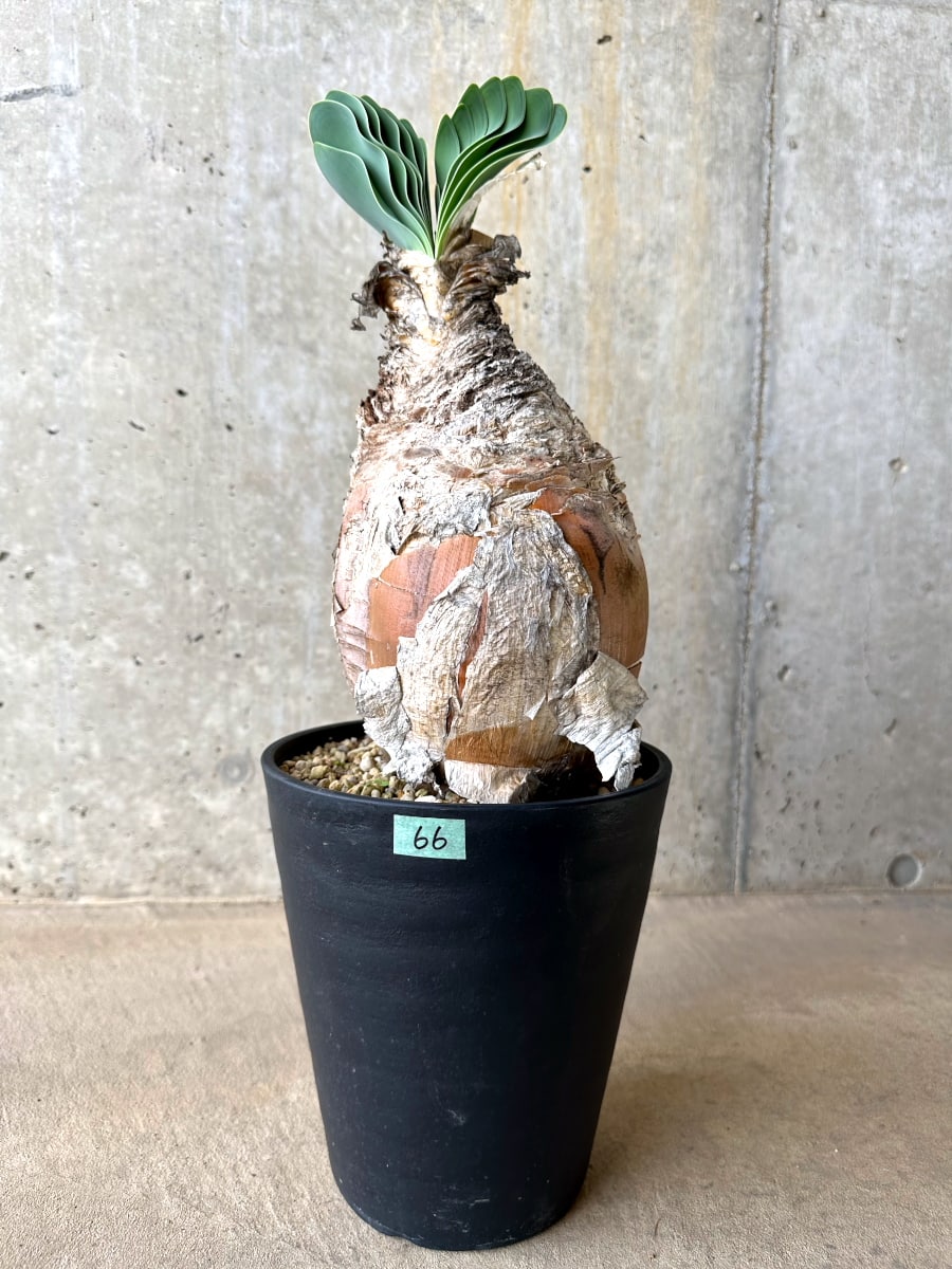 【現品限り】ブーファン・ハエマンソイデス 発根済み【L66】 Boophane haemanthoides