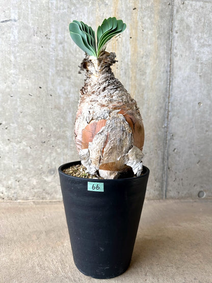 【現品限り】ブーファン・ハエマンソイデス 発根済み【L66】 Boophane haemanthoides