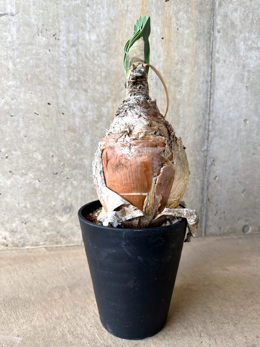 【現品限り】ブーファン・ハエマンソイデス 発根済み【L66】 Boophane haemanthoides