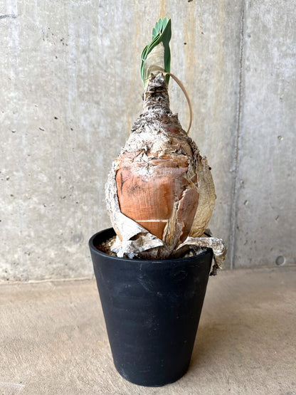 【現品限り】ブーファン・ハエマンソイデス 発根済み【L66】 Boophane haemanthoides