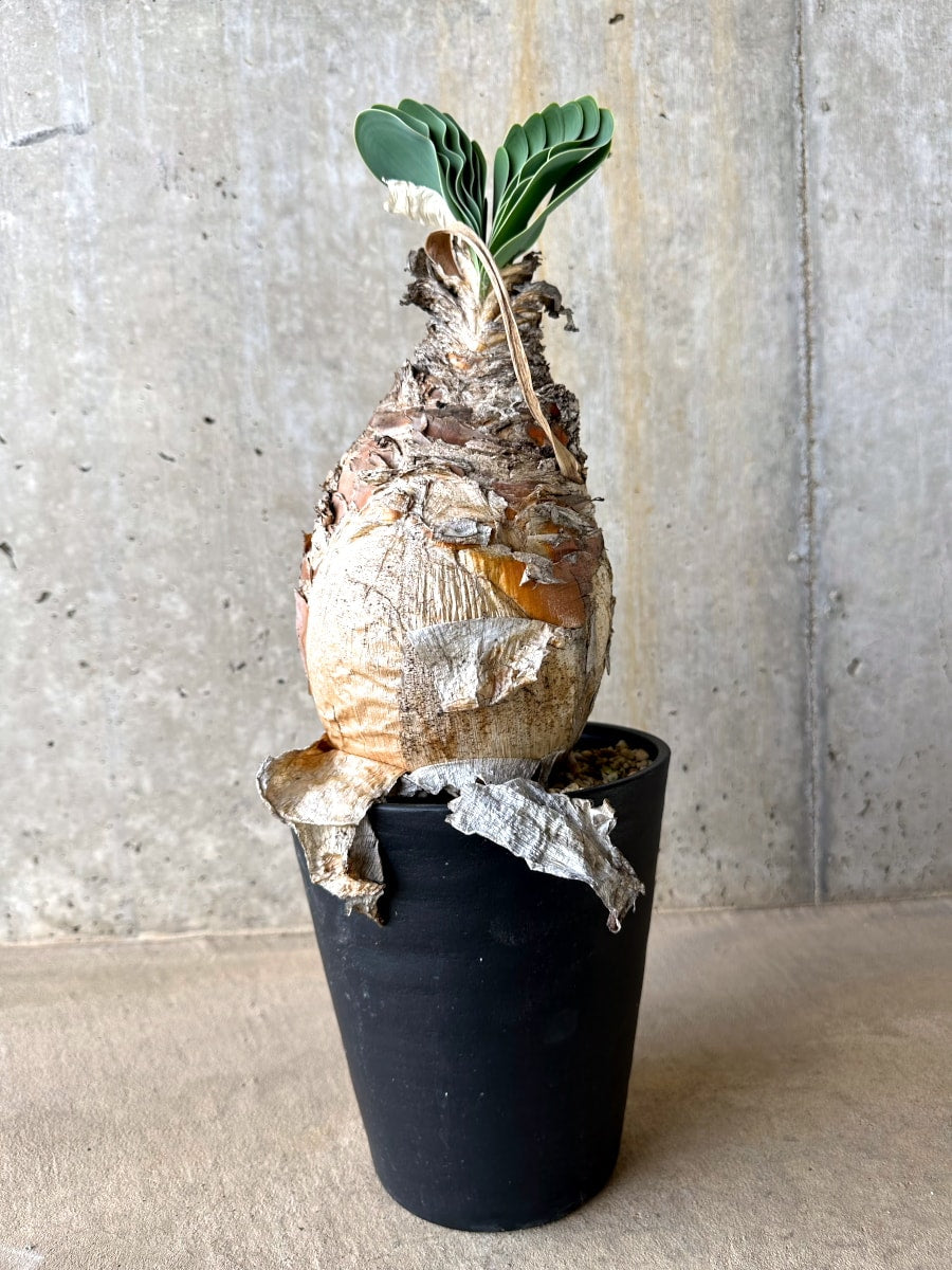 【現品限り】ブーファン・ハエマンソイデス 発根済み【L66】 Boophane haemanthoides