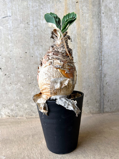 【現品限り】ブーファン・ハエマンソイデス 発根済み【L66】 Boophane haemanthoides