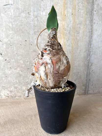 【現品限り】ブーファン・ハエマンソイデス 発根済み【L66】 Boophane haemanthoides