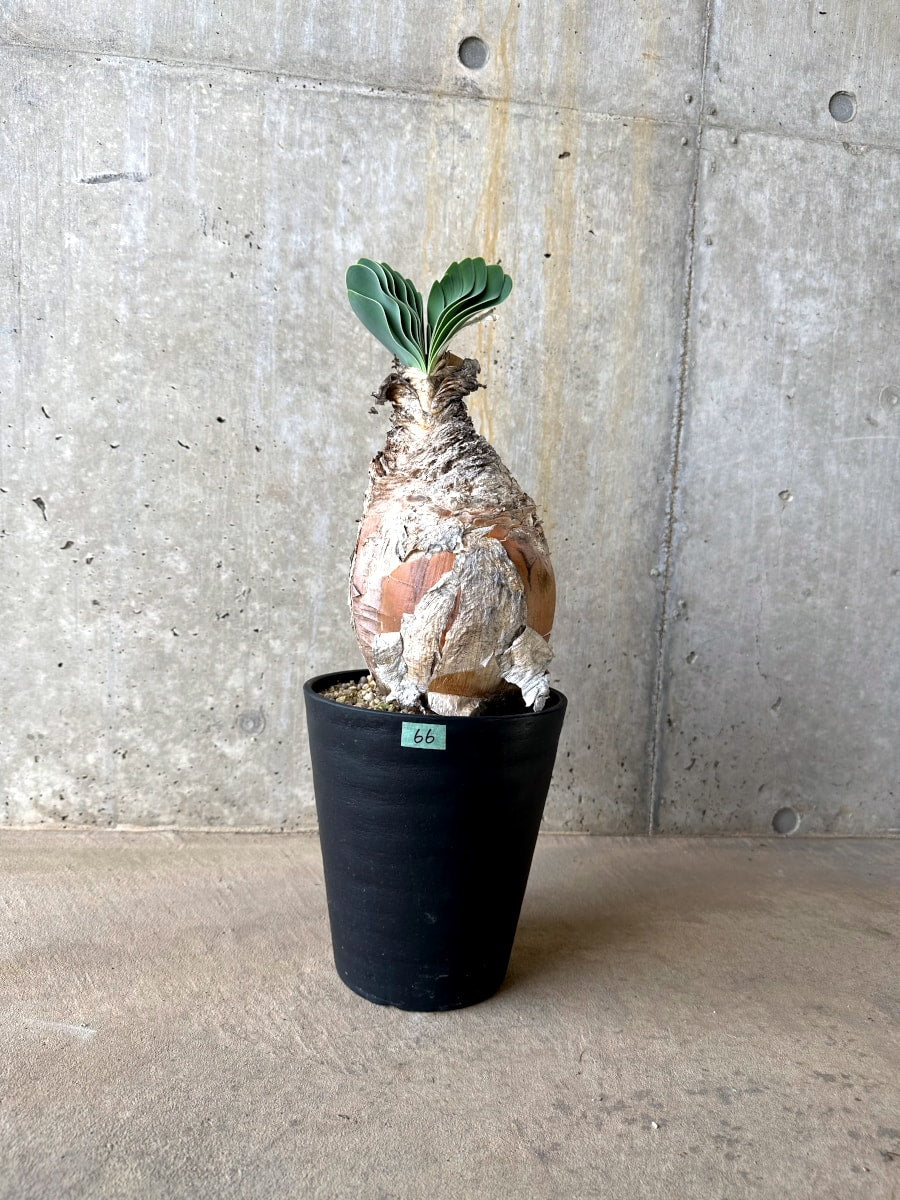 【現品限り】ブーファン・ハエマンソイデス 発根済み【L66】 Boophane haemanthoides