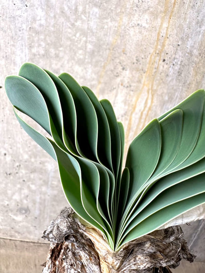 【現品限り】ブーファン・ハエマンソイデス 発根済み【L66】 Boophane haemanthoides